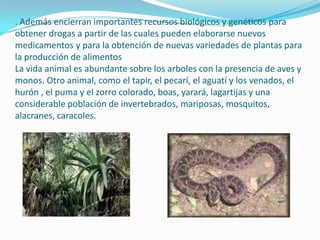 . Además encierran importantes recursos biológicos y genéticos para
obtener drogas a partir de las cuales pueden elaborarse nuevos
medicamentos y para la obtención de nuevas variedades de plantas para
la producción de alimentos
La vida animal es abundante sobre los arboles con la presencia de aves y
monos. Otro animal, como el tapir, el pecarí, el aguatí y los venados, el
hurón , el puma y el zorro colorado, boas, yarará, lagartijas y una
considerable población de invertebrados, mariposas, mosquitos,
alacranes, caracoles.
 