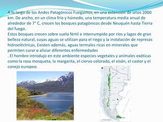 A lo largo de los Andes Patagónicos Fueguinos, en una extensión de unos 2000
km. De ancho, en un clima frío y húmedo, una temperatura media anual de
alrededor de 7° C, crecen los bosques patagónicos desde Neuquén hasta Tierra
del fuego.
Estos bosques crecen sobre suelo fértil e interrumpido por ríos y lagos de gran
belleza natural, cuyas aguas se utilizan para el riego y la instalación de represas
hidroeléctricas, Existen además, aguas termales ricas en minerales que
permiten curar o aliviar diferentes enfermedades
. El hombre introdujo en este ambiente especies vegetales y animales exóticas
como la rosa mosqueta, la margarita, el ciervo colorado, el visón, el castor y el
conejo europeo.
 