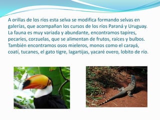 A orillas de los ríos esta selva se modifica formando selvas en
galerías, que acompañan los cursos de los ríos Paraná y Uruguay.
La fauna es muy variada y abundante, encontramos tapíres,
pecaríes, corzuelas, que se alimentan de frutos, raíces y bulbos.
También encontramos osos mieleros, monos como el carayá,
coatí, tucanes, el gato tigre, lagartijas, yacaré overo, lobito de río.
 