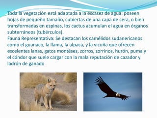 Toda la vegetación está adaptada a la escasez de agua: poseen
hojas de pequeño tamaño, cubiertas de una capa de cera, o bien
transformadas en espinas, los cactus acumulan el agua en órganos
subterráneos (tubérculos).
Fauna Representativa: Se destacan los camélidos sudanericanos
como el guanaco, la llama, la alpaca, y la vicuña que ofrecen
excelentes lanas, gatos montéses, zorros, zorrinos, hurón, puma y
el cóndor que suele cargar con la mala reputación de cazador y
ladrón de ganado
 