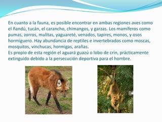 En cuanto a la fauna, es posible encontrar en ambas regiones aves como
el ñandú, tucán, el carancho, chimangos, y garzas. Los mamíferos como
pumas, zorros, mulitas, yaguareté, venados, tapires, monos, y osos
hormiguero. Hay abundancia de reptiles e invertebrados como moscas,
mosquitos, vinchucas, hormigas, arañas.
Es propio de esta región el aguará guazú o lobo de crin, prácticamente
extinguido debido a la persecución deportiva para el hombre.
 