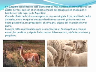 En la región occidental de esta bioma que es más húmeda, existen praderas con
pastos tiernos, que son el principal alimento del ganado ovino criado por el
hombre en este lugar de la Argentina.
Como la oferta de la biomasa vegetal es muy restringida, lo es también la de los
animales, entre los que se destacan herbívoros como el guanaco y mara o
liebre patagónica, sus predadores, el zorro gris, el gato del los pajonales y el
puma.
Las aves están representadas por las martinetas, el ñandú petiso o choique
enano, las perdices, y viguás. En las costas: lobos marinos, elefantes marinos, y
pinguinos.
 