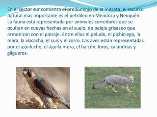 En el sector sur comienza el predominio de la meseta: el recurso
natural mas importante es el petróleo en Mendoza y Neuquén.
La fauna está representada por animales corredores que se
ocultan en cuevas hechas en el suelo, de pelaje grisaseo que
armonizan con el paisaje. Entre ellos el peludo, el pichiciego, la
mara, la vizcacha, el cuis y el zorro. Las aves están representadas
por el aguilucho, el águila mora, el halcón, loros, calandrias y
gilgueros.
 
