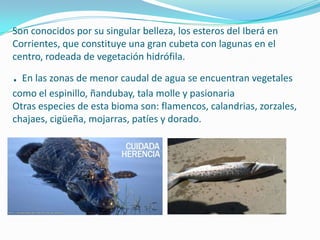 Son conocidos por su singular belleza, los esteros del Iberá en
Corrientes, que constituye una gran cubeta con lagunas en el
centro, rodeada de vegetación hidrófila.

. En las zonas de menor caudal de agua se encuentran vegetales
como el espinillo, ñandubay, tala molle y pasionaria
Otras especies de esta bioma son: flamencos, calandrias, zorzales,
chajaes, cigüeña, mojarras, patíes y dorado.
 