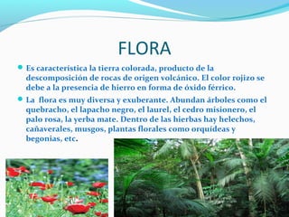FLORA
 Es característica la tierra colorada, producto de la 
  descomposición de rocas de origen volcánico. El color rojizo se 
  debe a la presencia de hierro en forma de óxido férrico. 
 La  flora es muy diversa y exuberante. Abundan árboles como el 
  quebracho, el lapacho negro, el laurel, el cedro misionero, el 
  palo rosa, la yerba mate. Dentro de las hierbas hay helechos, 
  cañaverales, musgos, plantas florales como orquídeas y 
  begonias, etc.
 
