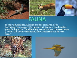 Es muy abundante. Existen monos (carayá), osos 
hormigueros, yaguaretés (jaguares), tapires, oso lavador, 
yacarés, lagartos. También hay aves diversas como tucanes  
y loros. Los peces e insectos son característicos de este 
lugar.
 