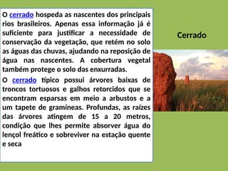 Cerrado
O cerrado hospeda as nascentes dos principais
rios brasileiros. Apenas essa informação já é
suficiente para justificar a necessidade de
conservação da vegetação, que retém no solo
as águas das chuvas, ajudando na reposição de
água nas nascentes. A cobertura vegetal
também protege o solo das enxurradas.
O cerrado típico possui árvores baixas de
troncos tortuosos e galhos retorcidos que se
encontram esparsas em meio a arbustos e a
um tapete de gramíneas. Profundas, as raízes
das árvores atingem de 15 a 20 metros,
condição que lhes permite absorver água do
lençol freático e sobreviver na estação quente
e seca
 