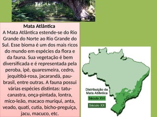 Mata Atlântica
A Mata Atlântica estende-se do Rio
Grande do Norte ao Rio Grande do
Sul. Esse bioma é um dos mais ricos
do mundo em espécies da flora e
da fauna. Sua vegetação é bem
diversificada e é representada pela
peroba, ipê, quaresmeira, cedro,
jequitibá-rosa, jacarandá, pau-
brasil, entre outras. A fauna possui
várias espécies distintas: tatu-
canastra, onça-pintada, lontra,
mico-leão, macaco muriqui, anta,
veado, quati, cutia, bicho-preguiça,
jacu, macuco, etc.
 