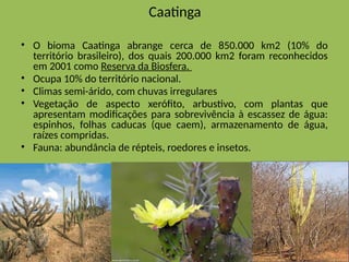 Caatinga
• O bioma Caatinga abrange cerca de 850.000 km2 (10% do
território brasileiro), dos quais 200.000 km2 foram reconhecidos
em 2001 como Reserva da Biosfera.
• Ocupa 10% do território nacional.
• Climas semi-árido, com chuvas irregulares
• Vegetação de aspecto xerófito, arbustivo, com plantas que
apresentam modificações para sobrevivência à escassez de água:
espinhos, folhas caducas (que caem), armazenamento de água,
raízes compridas.
• Fauna: abundância de répteis, roedores e insetos.
 