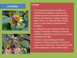 CAATINGA
Caatinga
• Com extensão territorial de 800 mil
quilômetros quadrados, presente nos
estados do Ceará, Rio Grande do Norte,
Paraíba, Pernambuco, Sergipe, Alagoas,
Bahia, Piauí e no norte de Minas Gerais,
esse é o único bioma exclusivamente
brasileiro.
• A caatinga tem uma vegetação típica de
regiões semiáridas, formada por plantas
xerófilas, adaptadas ao clima seco e à pouca
quantidade de água.
• A fauna é representada por répteis,
roedores, insetos, aracnídeos, arara azul,
sapo cururu, asa branca, cutia, gambá, preá,
veado-catingueiro, entre tantos outros.
 
