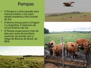 Pampas
• O Pampa é a única grande área
natural restrita a um único
estado brasileiro,o Rio Grande
do Sul.
• O bioma avança para o Uruguai
e a Argentina. É exclusivo do
sul da América do Sul.
• O Pampa ocupa pouco mais de
dois por cento do território
nacional, de acordo com o
Mapa de Biomas do Brasil, do
IBGE.
 