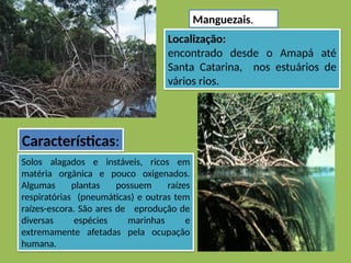 Localização:
encontrado desde o Amapá até
Santa Catarina, nos estuários de
vários rios.
Solos alagados e instáveis, ricos em
matéria orgânica e pouco oxigenados.
Algumas plantas possuem raízes
respiratórias (pneumáticas) e outras tem
raízes-escora. São ares de eprodução de
diversas espécies marinhas e
extremamente afetadas pela ocupação
humana.
Manguezais.
Características:
 