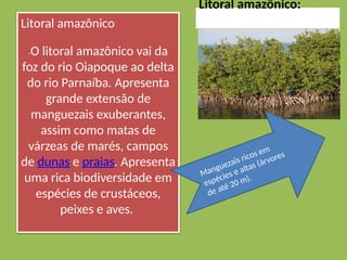 Litoral amazônico:
Litoral amazônico
-O litoral amazônico vai da
foz do rio Oiapoque ao delta
do rio Parnaíba. Apresenta
grande extensão de
manguezais exuberantes,
assim como matas de
várzeas de marés, campos
de dunas e praias. Apresenta
uma rica biodiversidade em
espécies de crustáceos,
peixes e aves.
Manguezais ricos em
espécies e altas (árvores
de até 20 m).
 