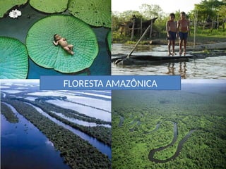 FLORESTA AMAZÔNICA
 