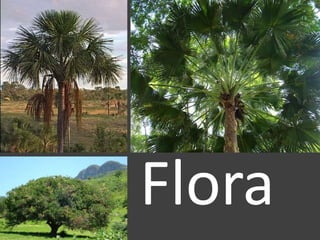 Flora
 