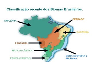 Biomas brasileiros: quais são, características - Brasil Escola