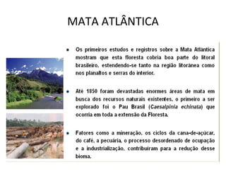 MATA ATLÂNTICA 