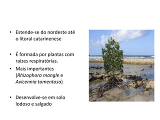 Estende-se do nordeste até o litoral catarinenese É formada por plantas com raízes respiratórias.  Mais importantes ( Rhizophora mangle  e  Avicennia tomentosa ) Desenvolve-se em solo lodoso e salgado 