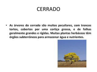 CERRADO As árvores do cerrado são muitos peculiares, com troncos tortos, cobertos por uma cortiça grossa, e de folhas geralmente grandes e rígidas. Muitas plantas herbáceas têm órgãos subterrâneos para armazenar água e nutrientes. 