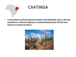 CAATINGA o único bioma exclusivamente brasileiro está localizado entre a floresta amazônica e a floresta atlântica, compreendendo quase 10% da área total do território brasileiro 