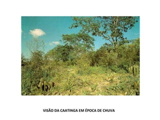 VISÃO DA CAATINGA EM ÉPOCA DE CHUVA 