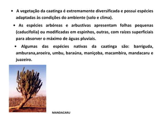 •  A vegetação da caatinga é extremamente diversificada e possui espécies adaptadas às condições do ambiente (solo e clima). •  As espécies arbóreas e arbustivas apresentam folhas pequenas (caducifolia) ou modificadas em espinhos, outras, com raízes superficiais para absorver o máximo de águas pluviais. •  Algumas das espécies nativas da caatinga são: barriguda, amburana,aroeira, umbu, baraúna, maniçoba, macambira, mandacaru e juazeiro. MANDACARU 
