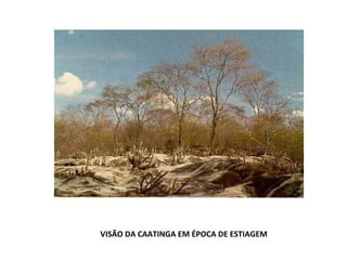 VISÃO DA CAATINGA EM ÉPOCA DE ESTIAGEM 