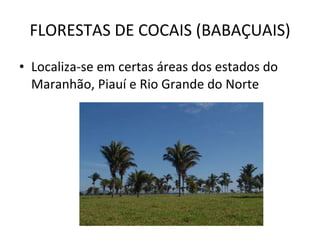 FLORESTAS DE COCAIS (BABAÇUAIS) Localiza-se em certas áreas dos estados do Maranhão, Piauí e Rio Grande do Norte 