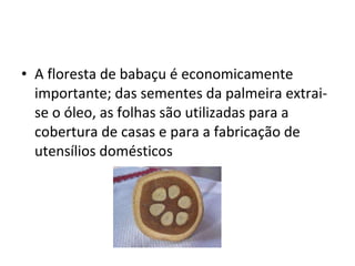 A floresta de babaçu é economicamente importante; das sementes da palmeira extrai-se o óleo, as folhas são utilizadas para a cobertura de casas e para a fabricação de utensílios domésticos 
