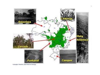 Biomas brasileiros