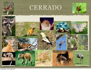 CERRADO




quarta-feira, 16 de maio de 12
 