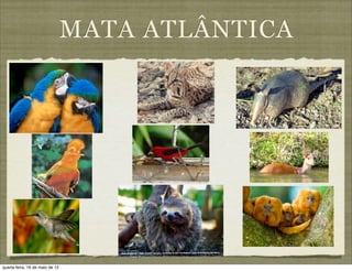 MATA ATLÂNTICA




quarta-feira, 16 de maio de 12
 