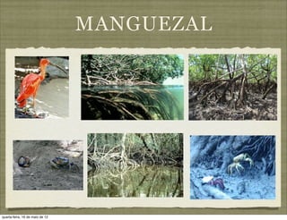 MANGUEZAL




quarta-feira, 16 de maio de 12
 