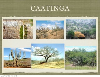 CAATINGA




quarta-feira, 16 de maio de 12
 