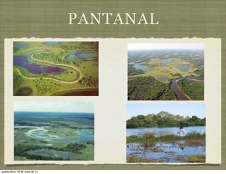 PANTANAL




quarta-feira, 16 de maio de 12
 