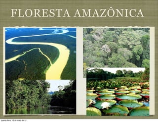 FLORESTA AMAZÔNICA




quarta-feira, 16 de maio de 12
 