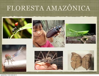 FLORESTA AMAZÔNICA




quarta-feira, 16 de maio de 12
 