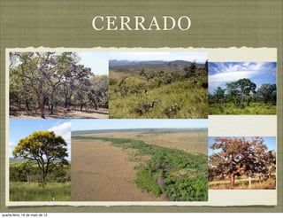 CERRADO




quarta-feira, 16 de maio de 12
 