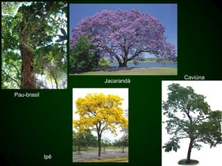 Caviúna
                   Jacarandá

Pau-brasil




             Ipê
 