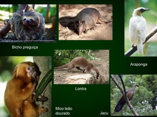 Bicho preguiça



                                             Araponga




                             Lontra




                 Mico leão
                 dourado              Jacu
 
