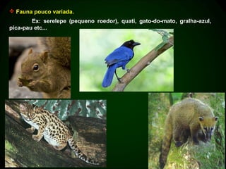  Fauna pouco variada.
        Ex: serelepe (pequeno roedor), quati, gato-do-mato, gralha-azul,
pica-pau etc...
 
