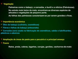  Vegetação
        Palmeiras como o babaçú, a carnaúba, o buriti e a oiticica (Palmáceas).
        No extrato mais baixo da mata, encontram-se diversas espécies de
        arbustos e vegetações de pequeno porte.
        As folhas das palmáceas caracterizam-se por serem grandes e finas.

 Importância econômica
 Óleo de babaçú (culinária, cosméticos)
 Fibras e folhas do babaçú (artesanato)
 Carnaúba (cera usada na fabricação de cosméticos, sabão e lubrificantes,
plásticos e adesivos


 Ampliação de áreas de pasto para a pecuária é a principal ameaça
 Fauna
        Ratos, preás, cobras, lagartos, corujas, gaviões, cachorros-do-mato
 