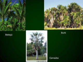 Buriti
Babaçú




         Carnaúba
 
