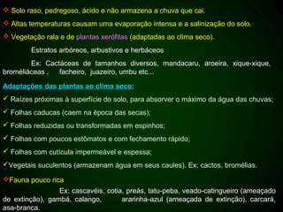  Solo raso, pedregoso, ácido e não armazena a chuva que cai.
 Altas temperaturas causam uma evaporação intensa e a salinização do solo.
 Vegetação rala e de plantas xerófitas (adaptadas ao clima seco).
        Estratos arbóreos, arbustivos e herbáceos
        Ex: Cactáceas de tamanhos diversos, mandacaru, aroeira, xique-xique,
broméliáceas ,  facheiro, juazeiro, umbu etc...

Adaptações das plantas ao clima seco:
 Raízes próximas à superfície do solo, para absorver o máximo da água das chuvas;
 Folhas caducas (caem na época das secas);
 Folhas reduzidas ou transformadas em espinhos;
 Folhas com poucos estômatos e com fechamento rápido;
 Folhas com cutícula impermeável e espessa;
Vegetais suculentos (armazenam água em seus caules). Ex: cactos, bromélias.

Fauna pouco rica
                 Ex: cascavéis, cotia, preás, tatu-peba, veado-catingueiro (ameaçado
de extinção), gambá, calango,        ararinha-azul (ameaçada de extinção), carcará,
asa-branca.
 