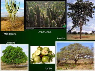 Xique-Xique
Mandacaru
                          Aroeira
 Juazeiro




                 Umbu
 