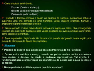  Clima tropical, semi-úmido.
        Chuvas (Outubro a Março)
        Rios da Bacia do Paraguai transbordam
        Vazante (a partir de Maio)
 Quando o terreno começa a secar, no período da vazante, permanece sobre a
superfície uma fina camada de lama humífera (areia, matéria orgânica, húmus) ,
propiciando grande fertilidade ao solo.
 Neste período muitos peixes ficam retidos em lagoas ou baías, não conseguindo
retornar aos rios: farto banquete para várias espécies de aves a animais carnívoros,
como jacarés e ariranhas.
 Aves migratórias, fugindo do frio, fazem uma parada obrigatória nesta região, em
busca de alimentos da época das vazantes.
 Piracema
 Período de desova dos peixes na bacia hidrográfica do rio Paraguai.
 Ocorre entre outubro e março, quando os peixes nadam contra a corrente
para realizar a desova, de modo a poderem reproduzir-se. Tal evento é
fundamental para a preservação da abundância de peixes nas águas de rios e
de lagoas.
 Neste período é proibida a pesca nos dois estados!!!
 