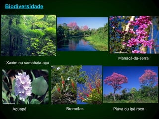 Biodiversidade




                                      Manacá-da-serra
Xaxim ou samabaia-açu




   Aguapé               Bromélias   Piúva ou ipê roxo
 