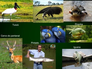 Tuiuiú               Piranha




Cervo do pantanal


                    Pintado
                              Iguana
 