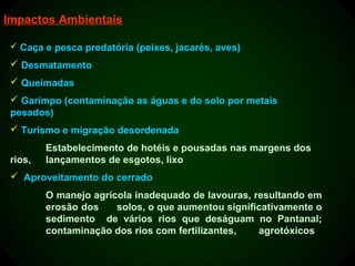 Impactos Ambientais

  Caça e pesca predatória (peixes, jacarés, aves)

  Desmatamento
  Queimadas
  Garimpo (contaminação as águas e do solo por metais
 pesados)
  Turismo e migração desordenada
         Estabelecimento de hotéis e pousadas nas margens dos
 rios,   lançamentos de esgotos, lixo
  Aproveitamento do cerrado
         O manejo agrícola inadequado de lavouras, resultando em
         erosão dos    solos, o que aumentou significativamente o
         sedimento de vários rios que deságuam no Pantanal;
         contaminação dos rios com fertilizantes,   agrotóxicos
 