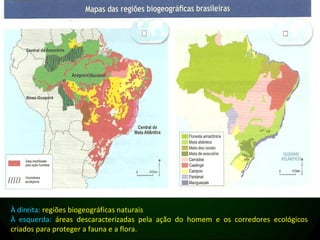 À direita: regiões biogeográficas naturais
À esquerda: áreas descaracterizadas pela ação do homem e os corredores ecológicos
criados para proteger a fauna e a flora.
 